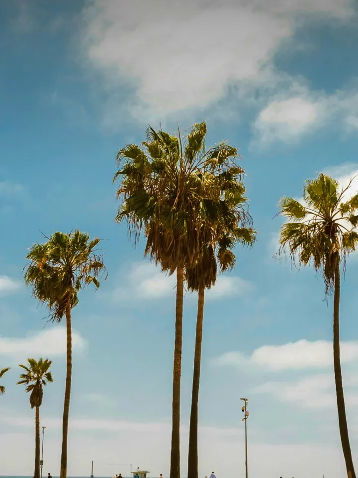 Tall palm trees against a blue Los Angeles sky